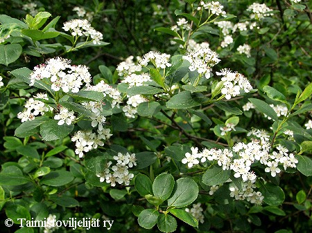 Aronia x prunifolia 